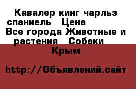 Кавалер кинг чарльз спаниель › Цена ­ 40 000 - Все города Животные и растения » Собаки   . Крым